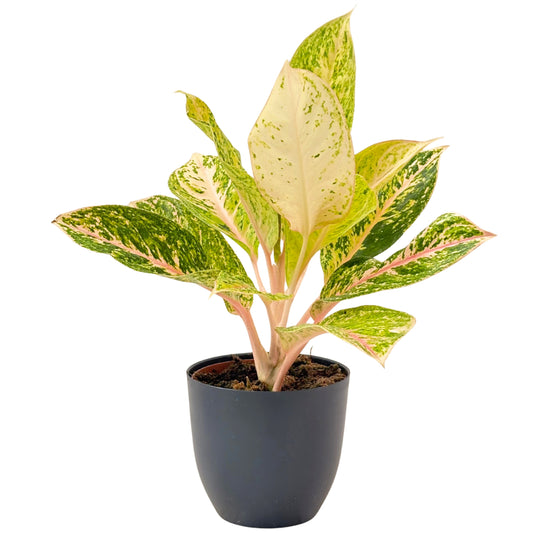 Aglaonema 30 Million