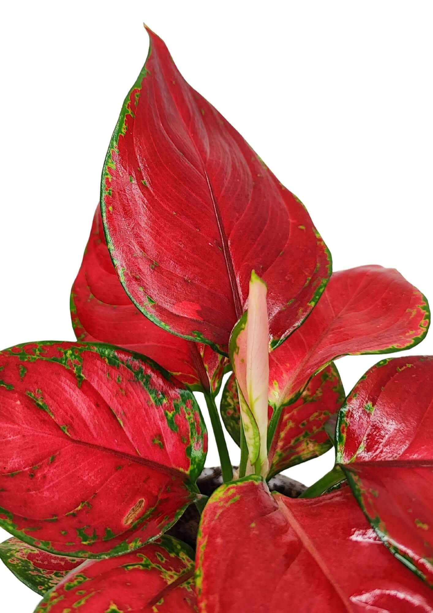 Aglaonema Super Red