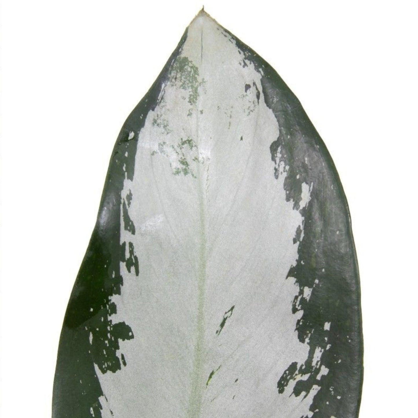 Aglaonema Silver Blue