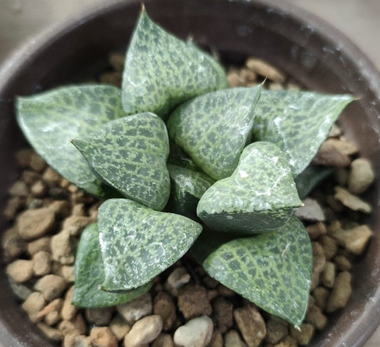 HAWORTHIA COMPTO BADIYA HAWORTHIA.IT