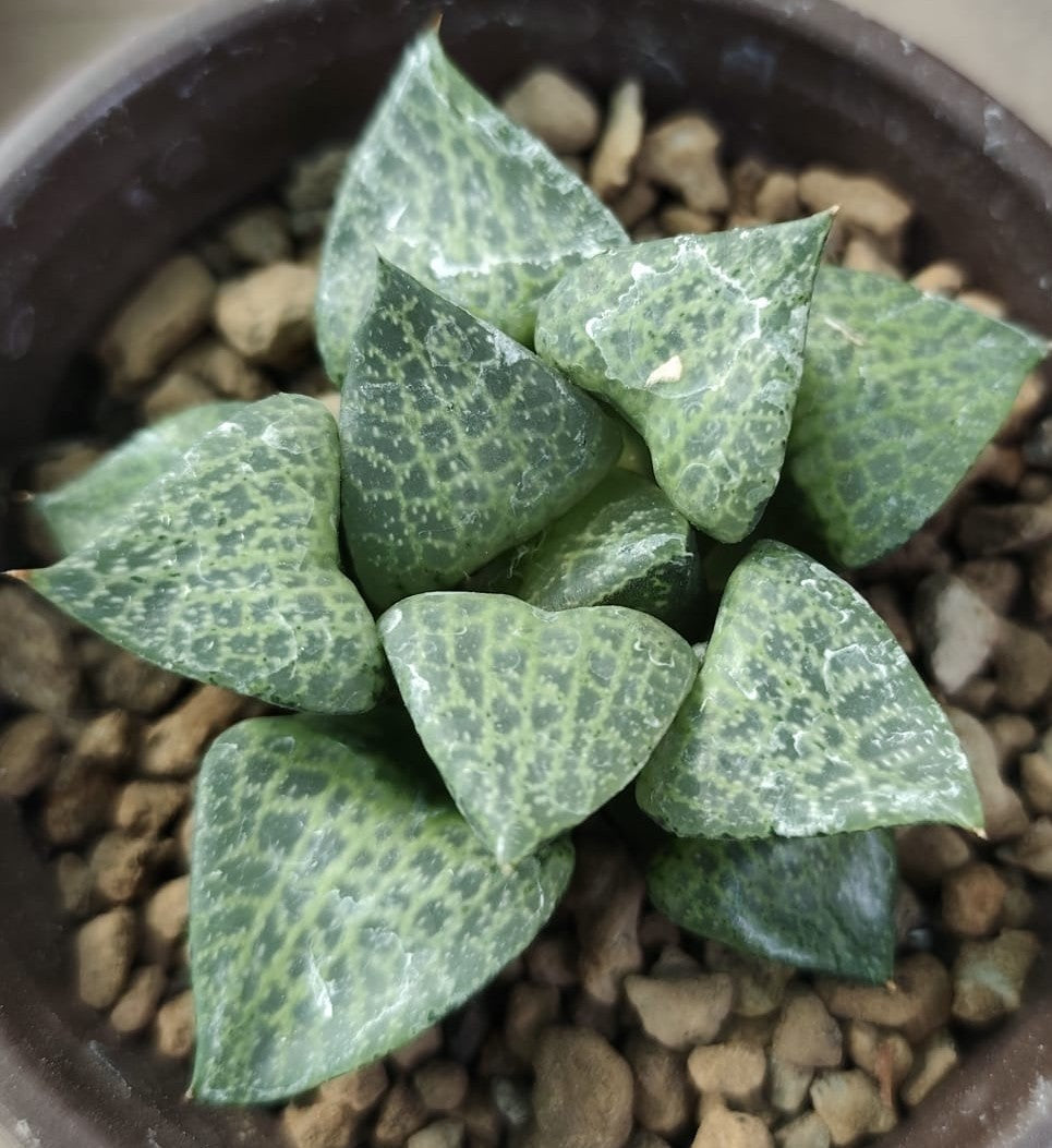 HAWORTHIA COMPTO BADIYA HAWORTHIA.IT