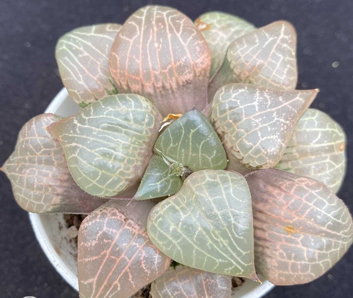 HAWORTHIA COMPTONIA VARIEGATA