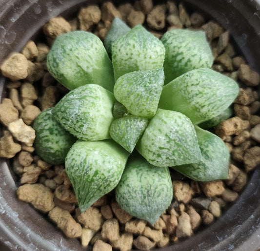 HAWORTHIA EASY
