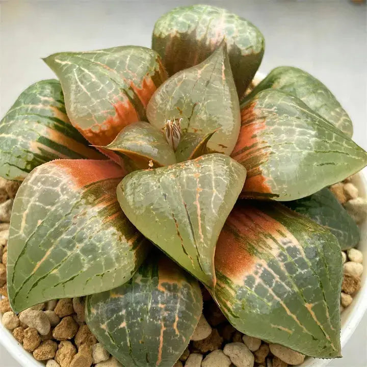 Haworthia Comptonia Variegate 9 CM HAWORTHIA
