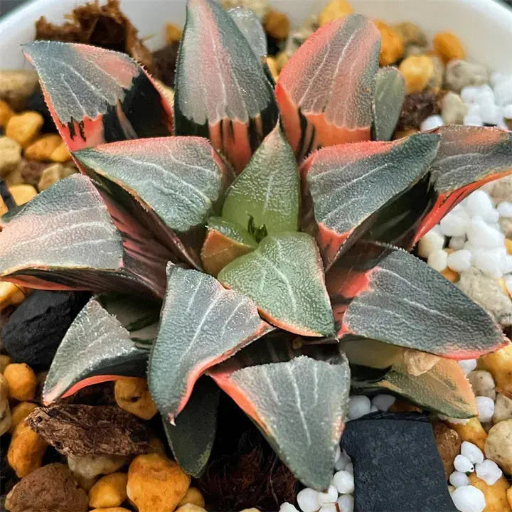 Haworthia Correcta Variegata HAWORTHIA.IT