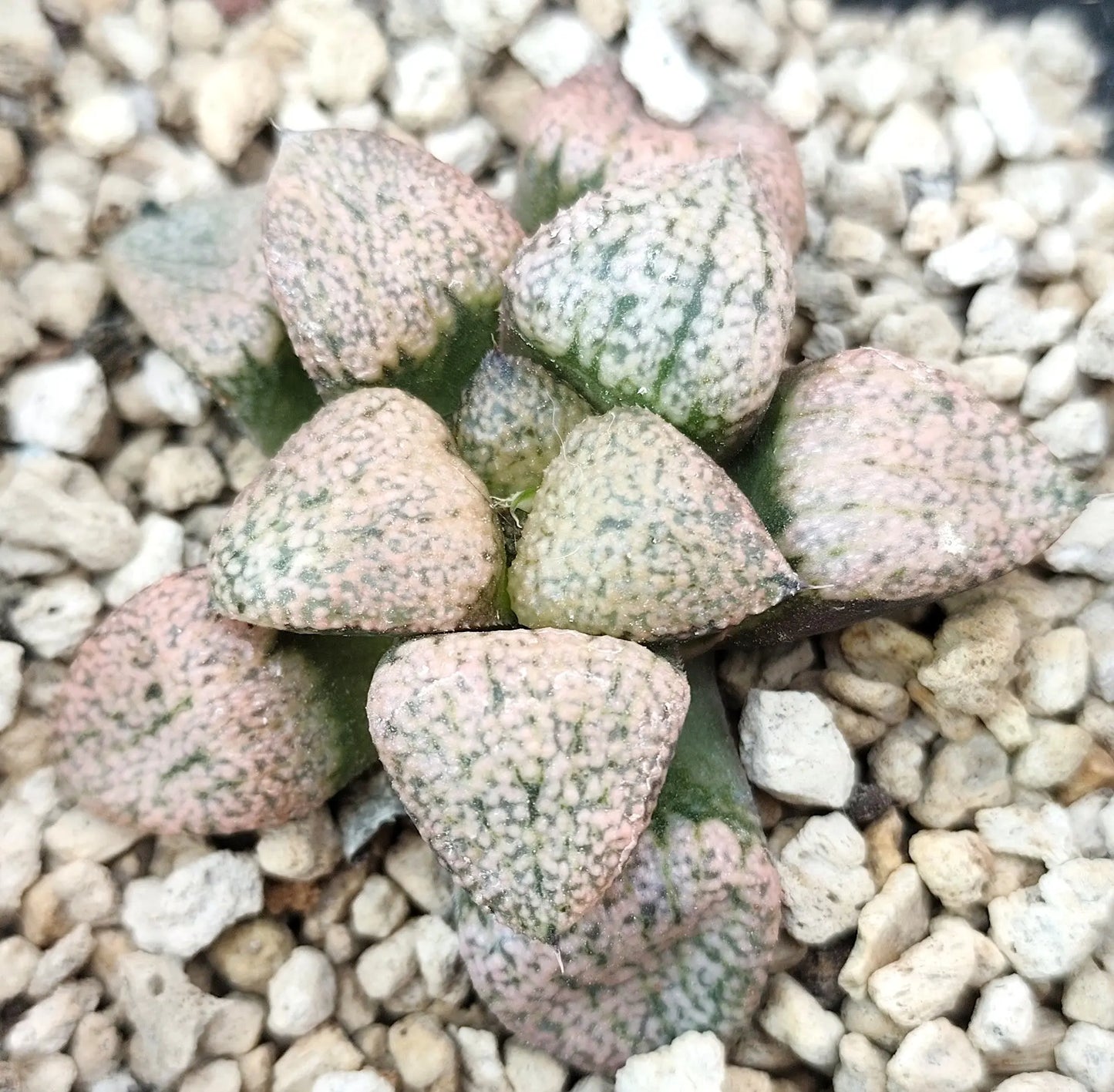 Haworthia Picta Rosa HAWORTHIA