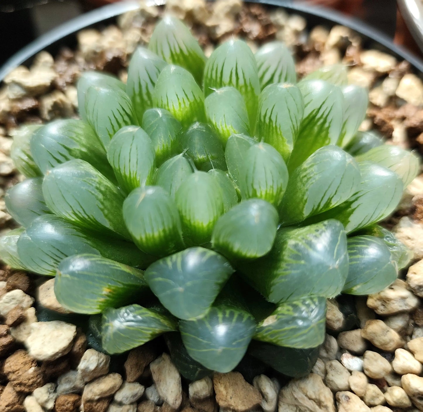 Haworthia Cooperi Cristal HAWORTHIA.IT