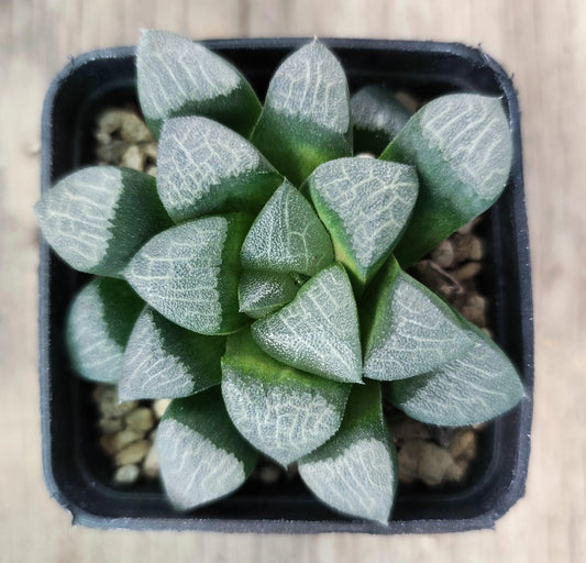 Haworthia Correcta/Bayeri HAWORTHIA