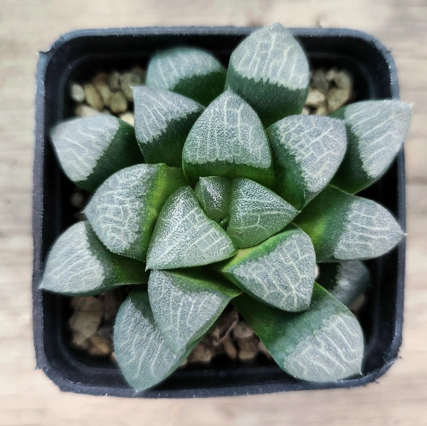 Haworthia Correcta/Bayeri HAWORTHIA