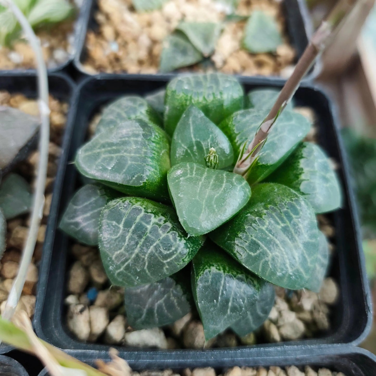 Haworthia Comptonia HAWORTHIA