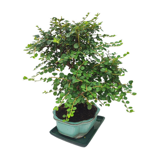 Bonsai Cotoneaster Horizontalis 10 Anni - Collezione Premium