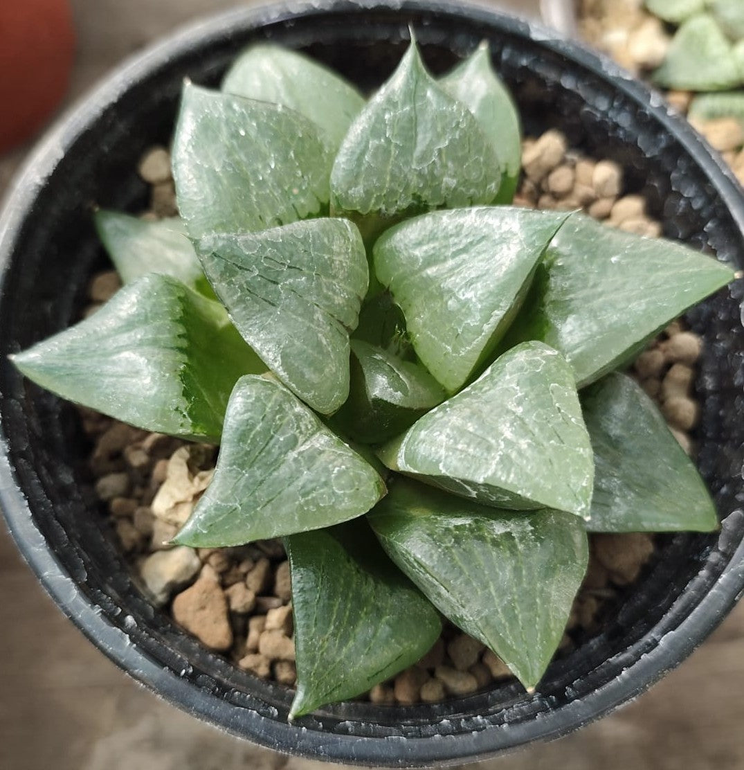 HAWORTHIA STAY