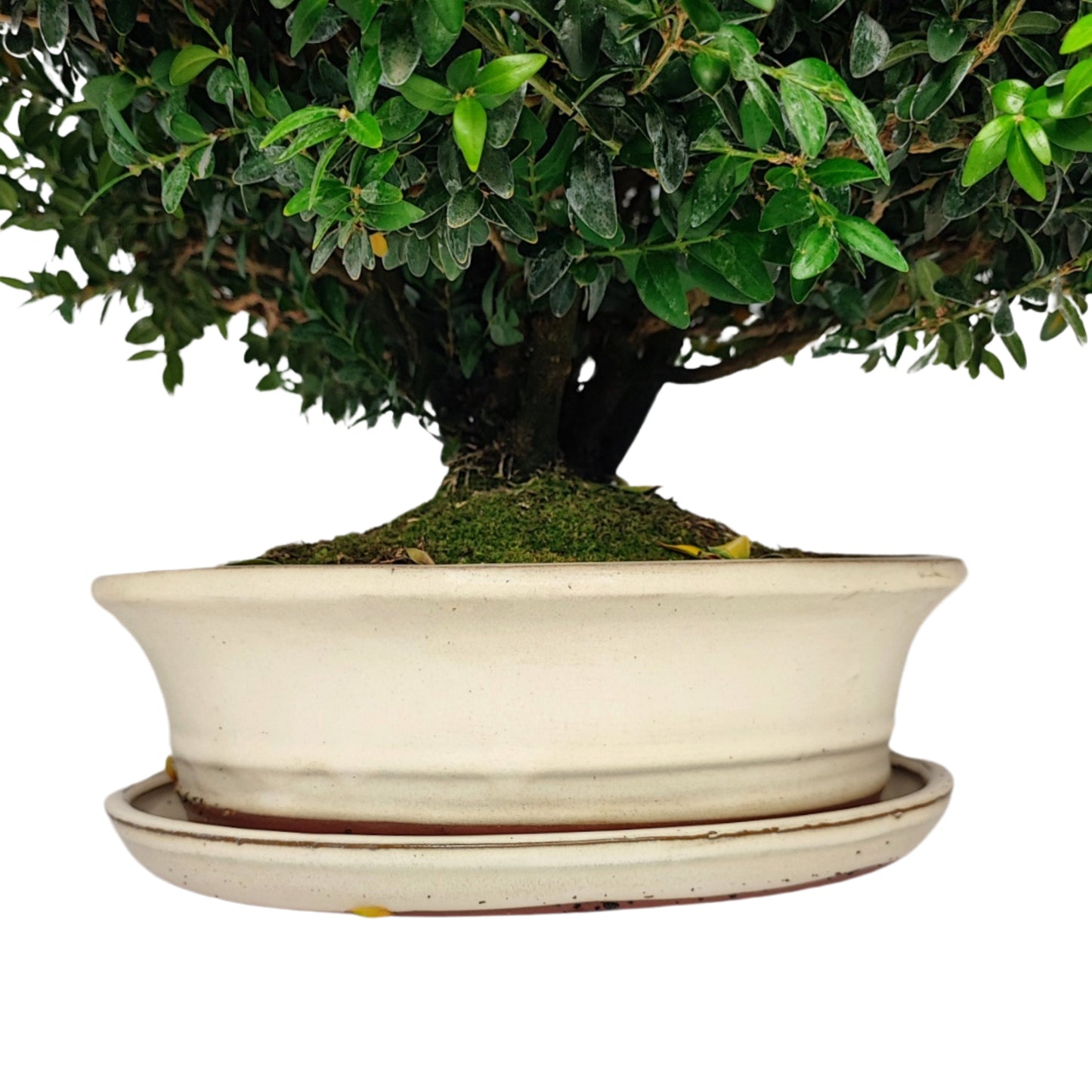 Bonsai Buxus sp. (Bosso) 15 Anni - Collezione Premium