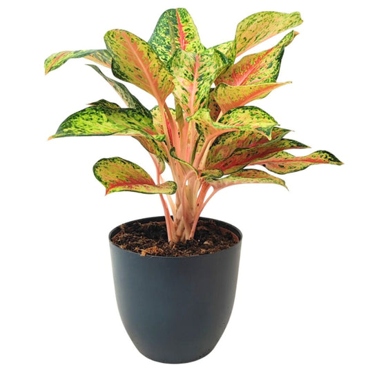 Aglaonema 10 Karat