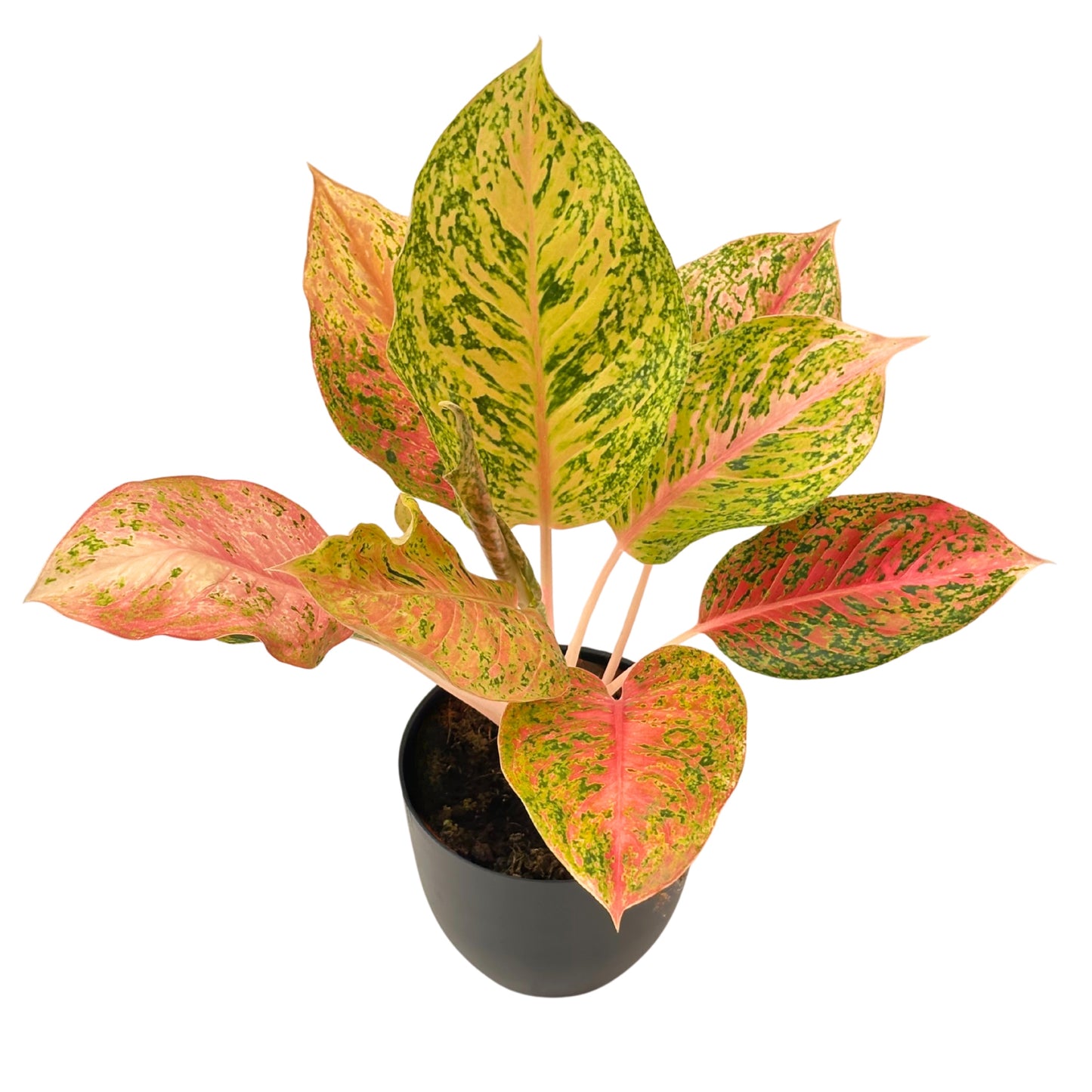 Aglaonema Maha