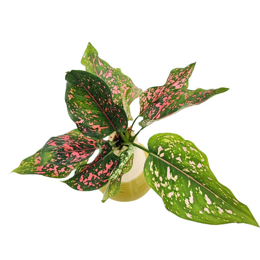 Aglaonema Purple beauty in idrocultura in vaso artigianale in argilla