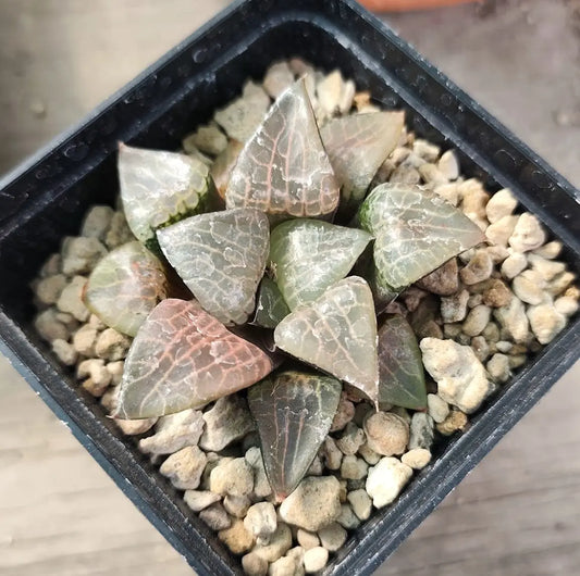 HAWORTHIA COMPTONIA VARIEGATA HAWORTHIA.IT