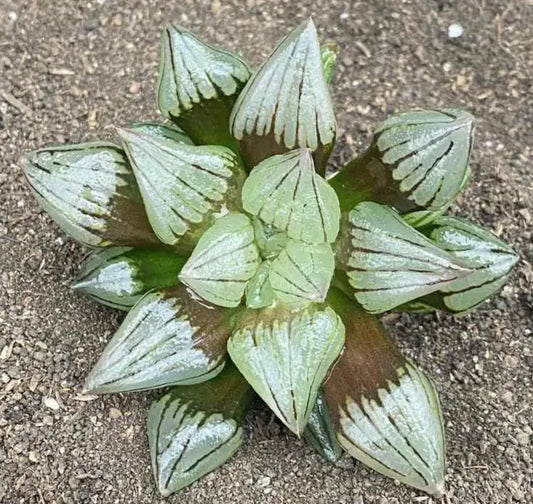 Haworthia Atrofusca HAWORTHIA.IT
