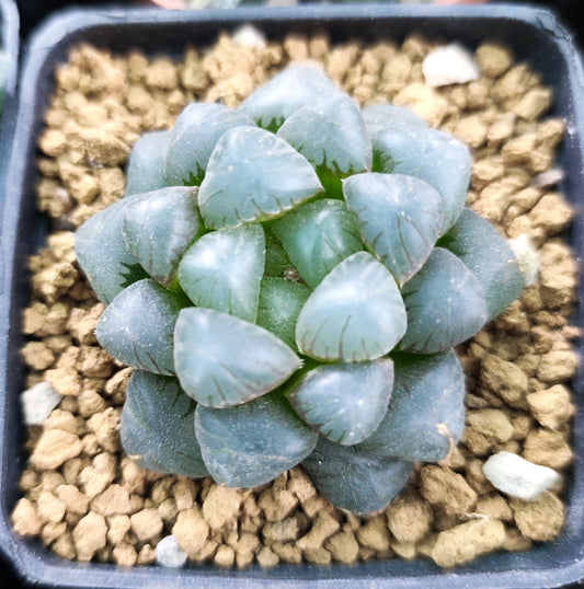 Haworthia Cooperi Obtusa 8cm