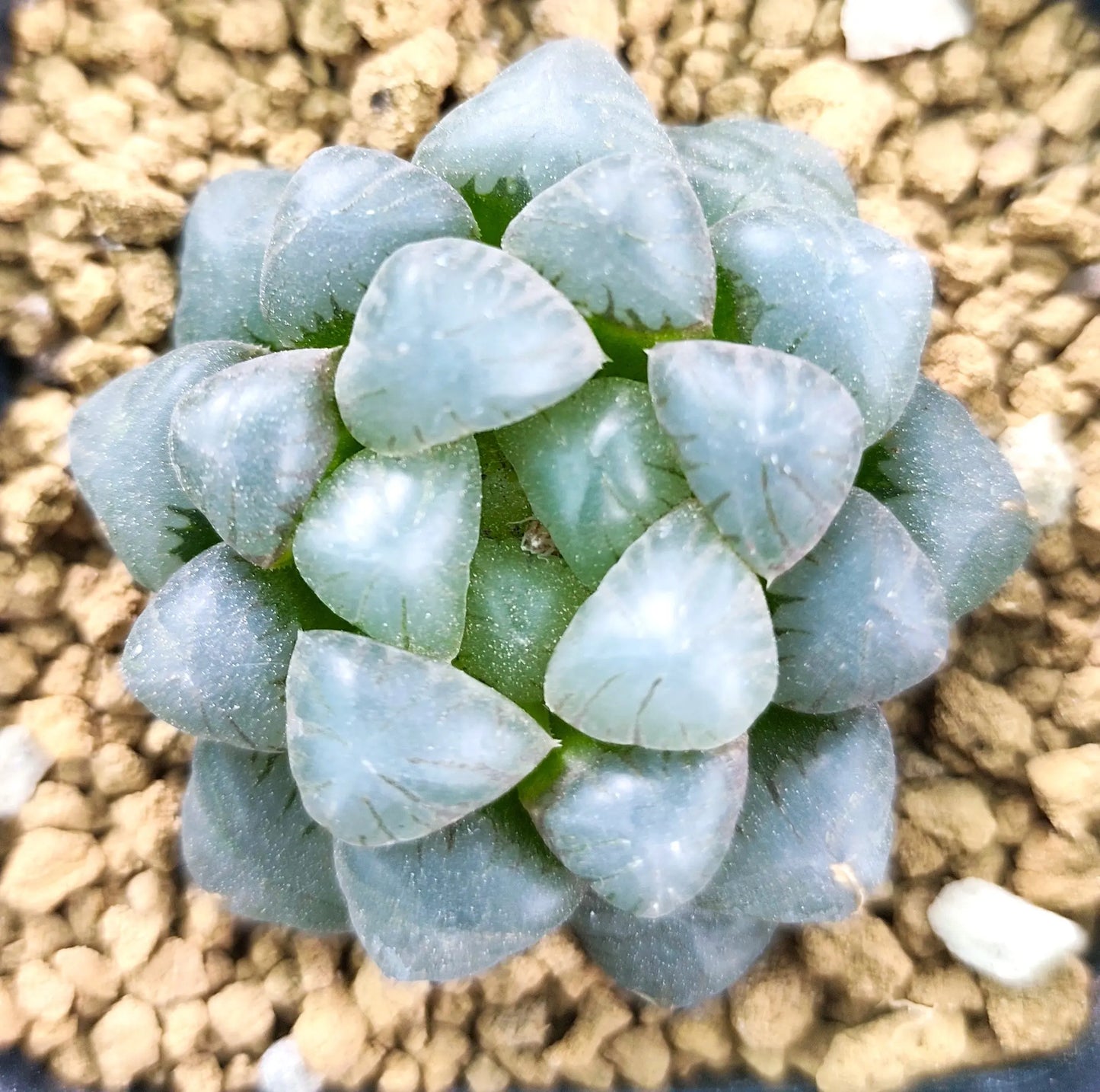 Haworthia Cooperi Obtusa 8cm HAWORTHIA