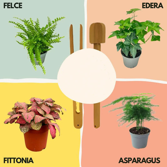 Kit per terrarium fai da con piantine senza contenitore