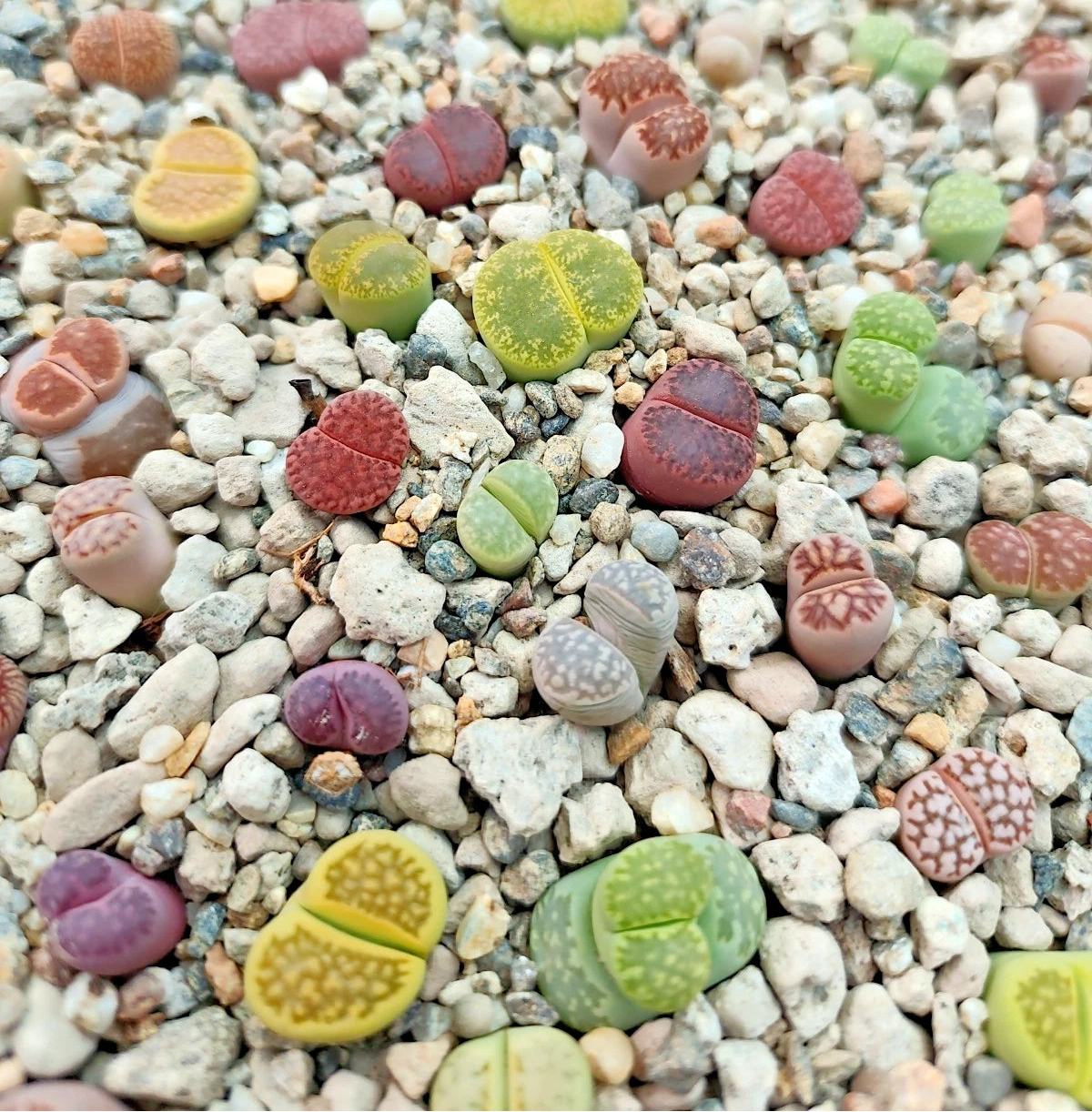 LITHOPS-10 HAWORTHIA