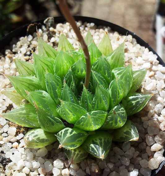 Haworthia, ingegneri della luce