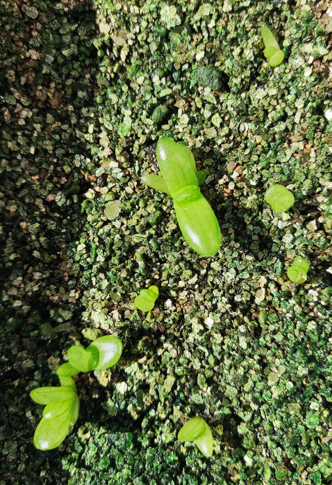 seedling haworthia