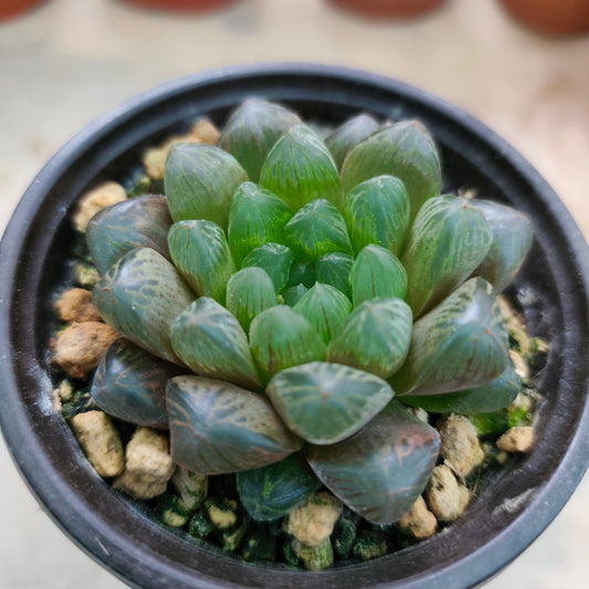 ❄️ Haworthia e Inverno: La Guida Definitiva per una Preparazione Perfetta