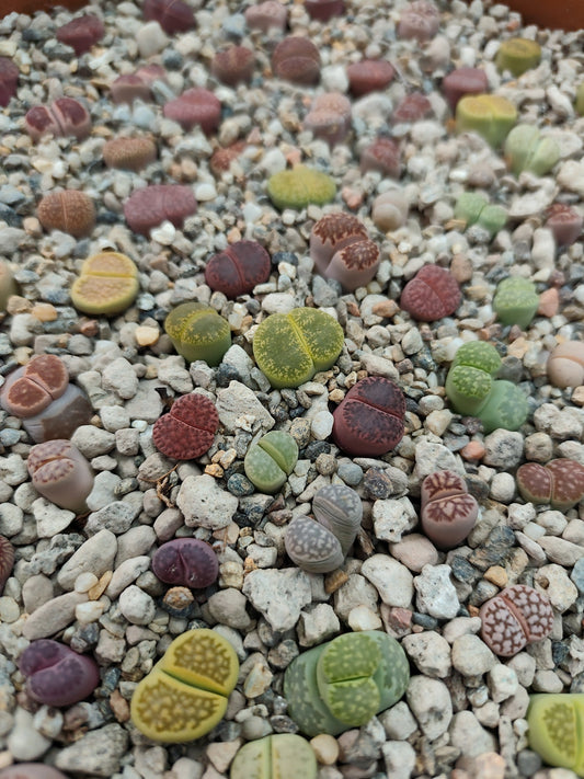 Lithops: I Misteriosi Sassi Viventi che Sfidano la Realtà