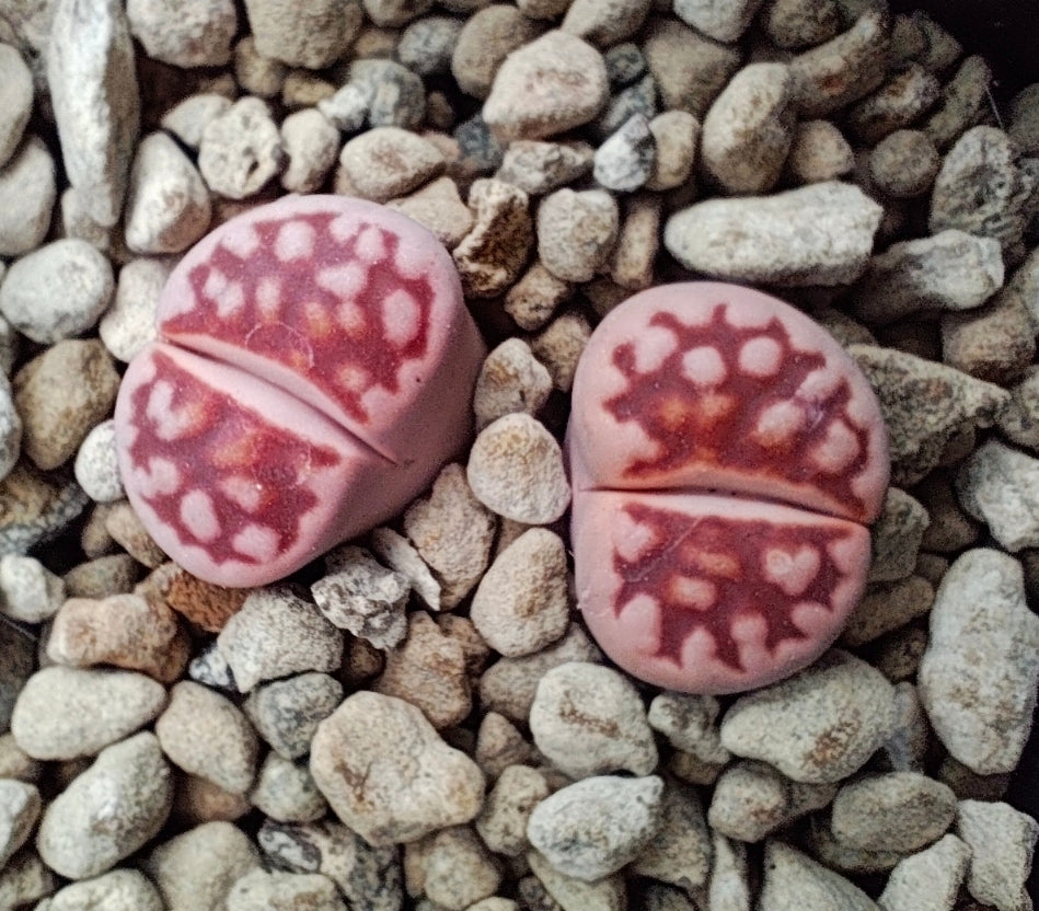 La Dormienza dei Lithops: Guida Completa ai Periodi di Riposo delle "Pietre Viventi"