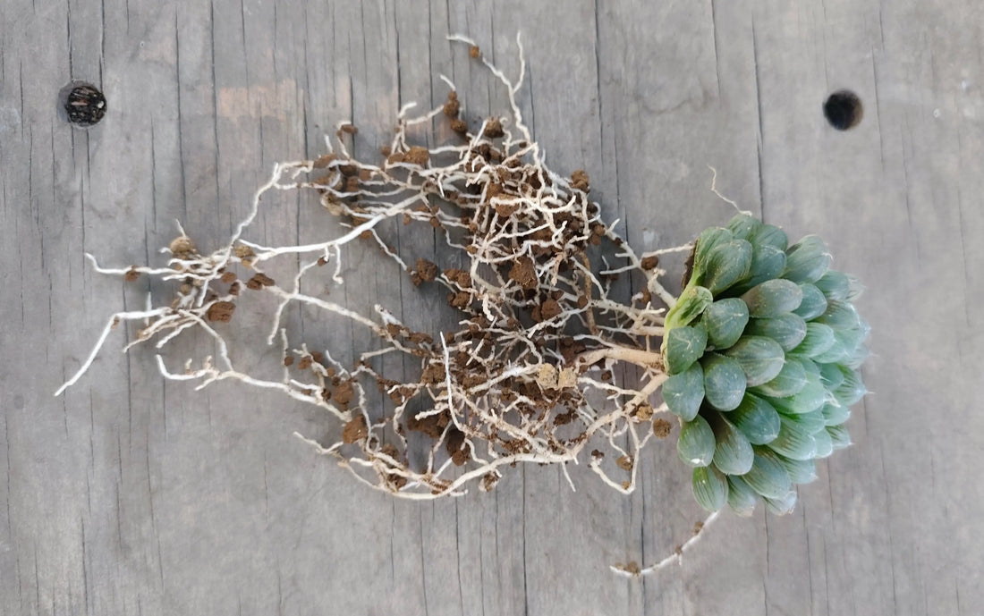 3 Metodi di propagazione delle Haworthia