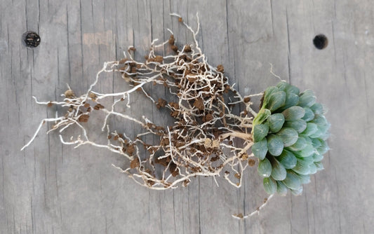 3 Metodi di propagazione delle Haworthia