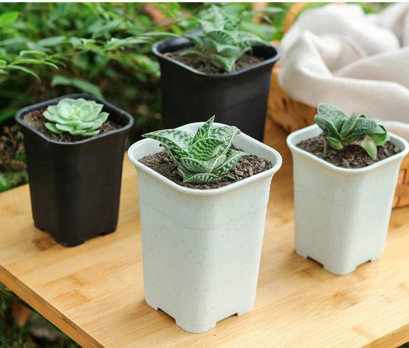 La Guida Definitiva ai Vasi per le Haworthia: Materiali, Profondità e Segreti per Radici Sane