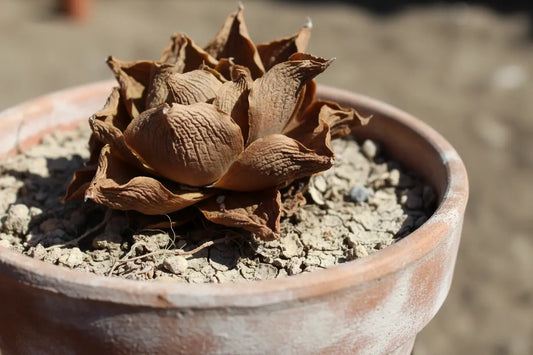 Perché la mia Haworthia diventa marrone? Cause, diagnosi e soluzioni