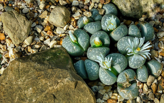 LITHOPS come farli fiorire
