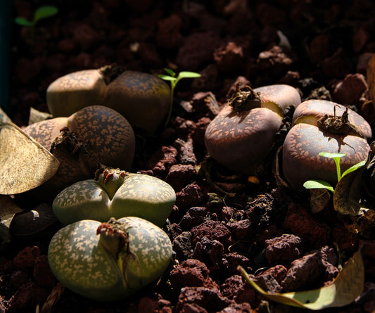 Lithops Coltivazione