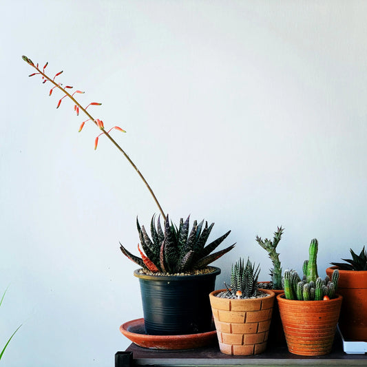 Quale vaso per le Haworthia? Guida alla scelta