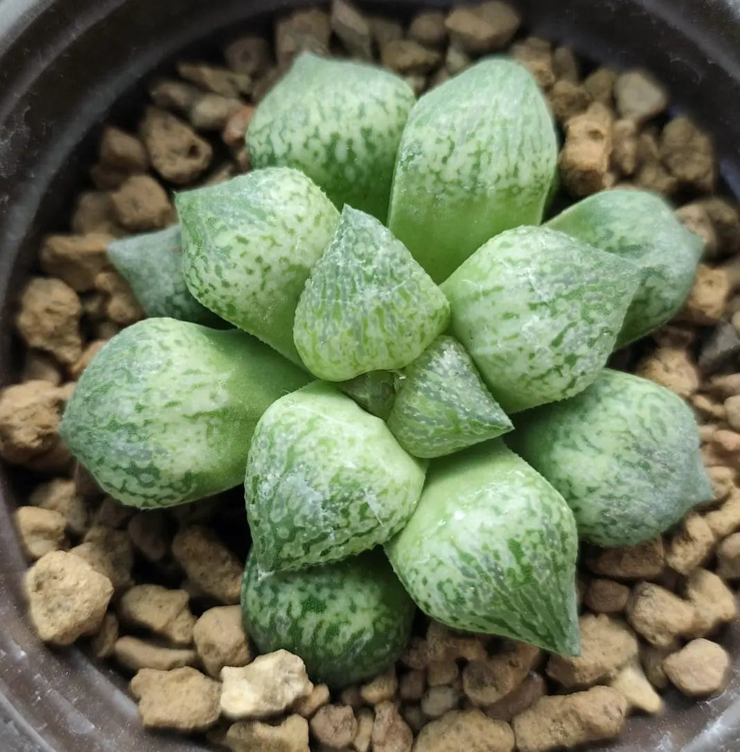 HAWORTHIA BADIA