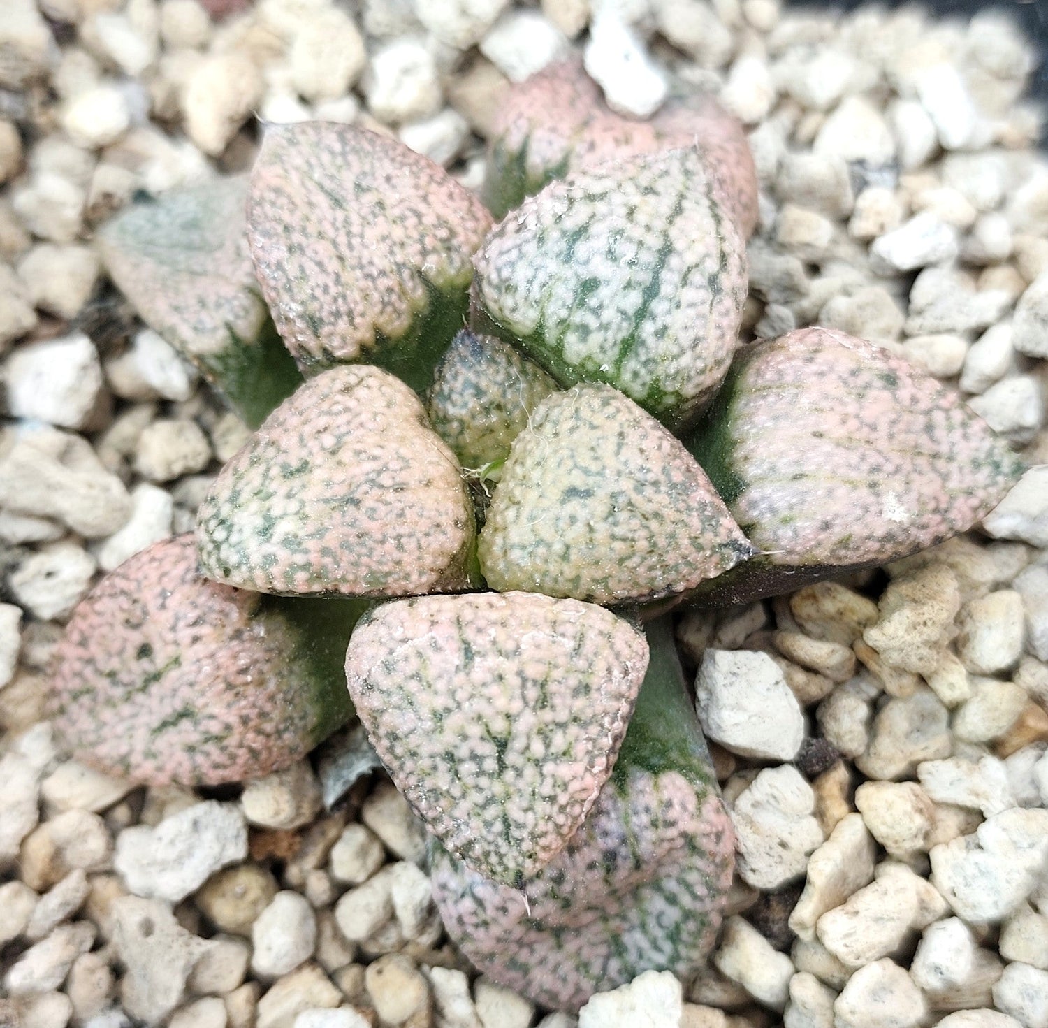 HAWORTHIA PICTA