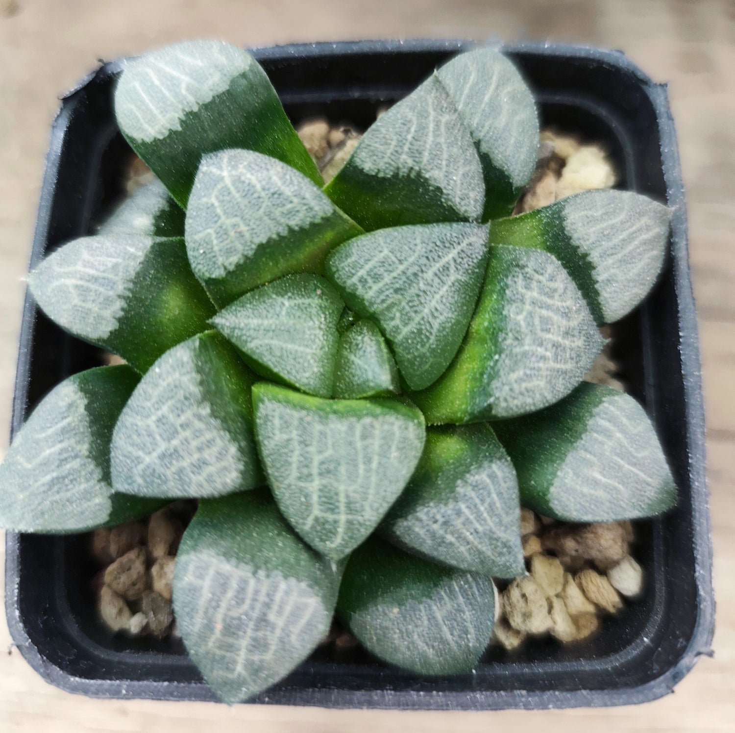 HAWORTHIA