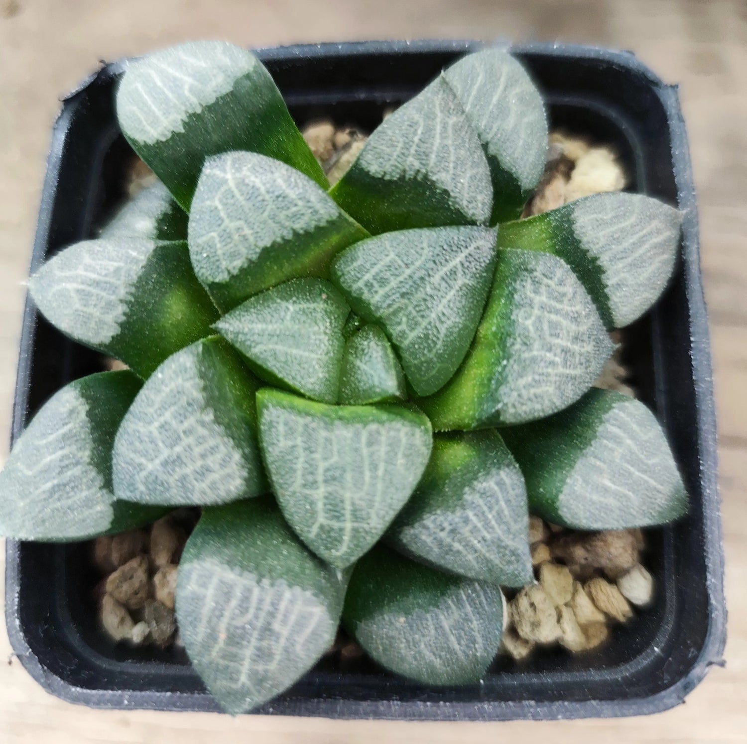 Haworthia Correcta