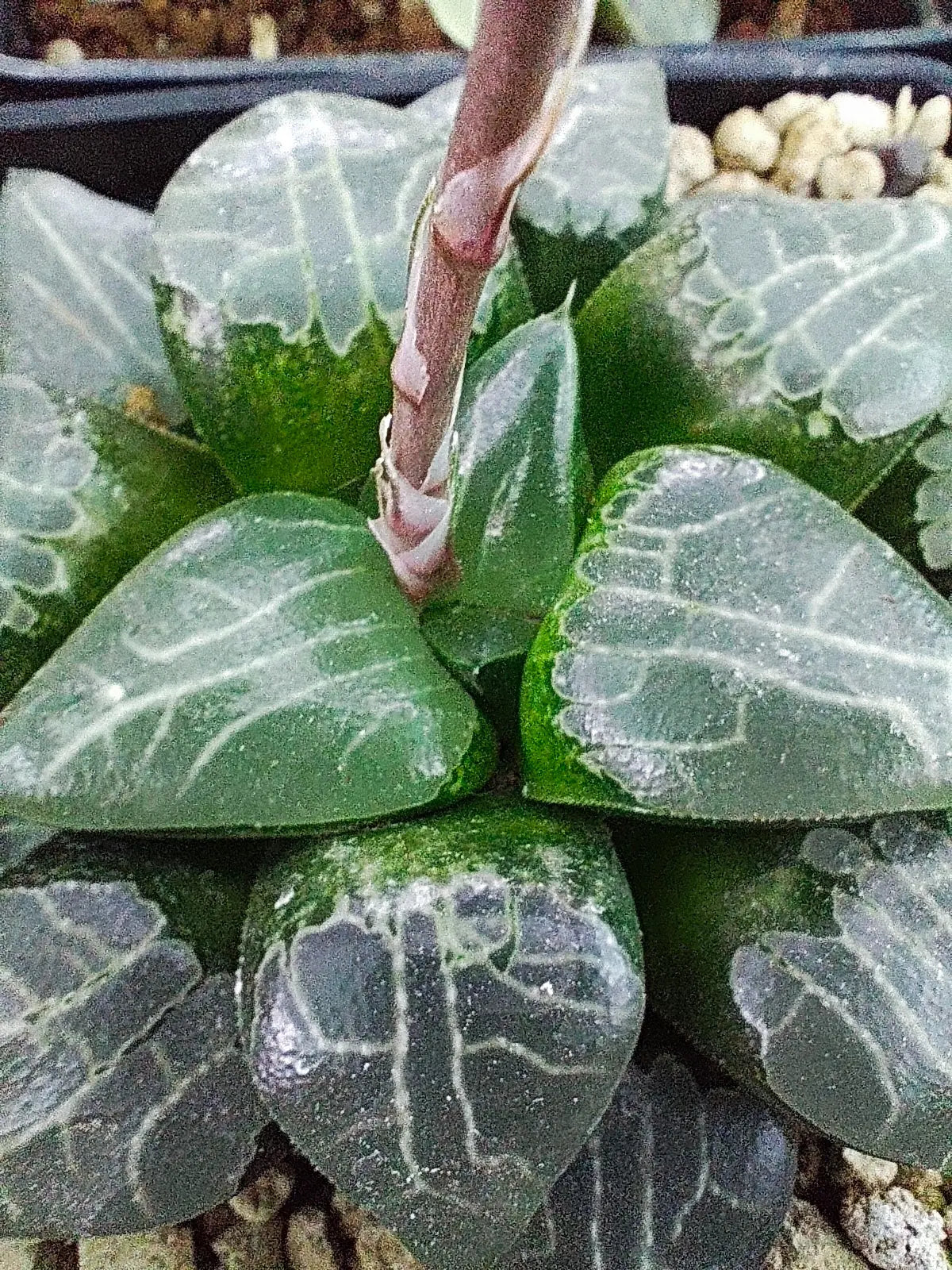 HAWORTHIA COMPTONIA