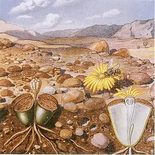 Lithops — Sassi Viventi