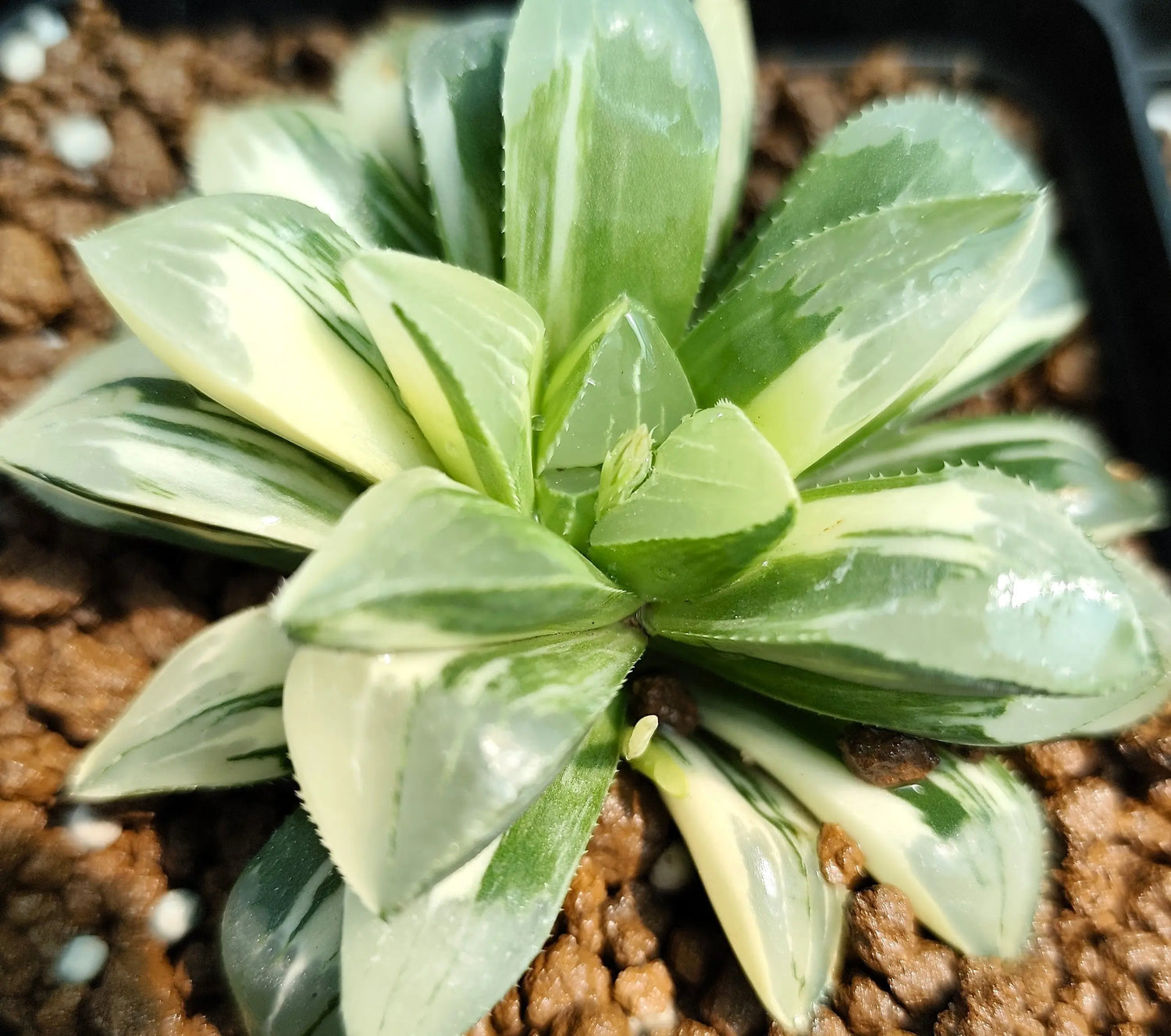 Haworthia Heidelbergensis