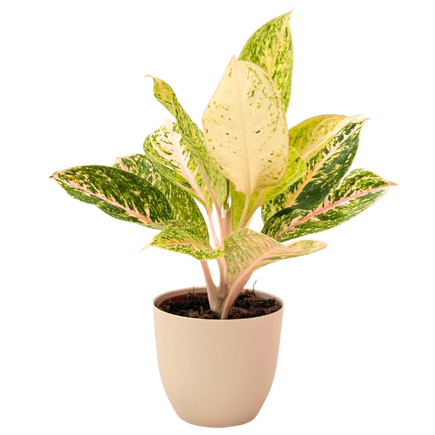 Aglaonema 30 Million