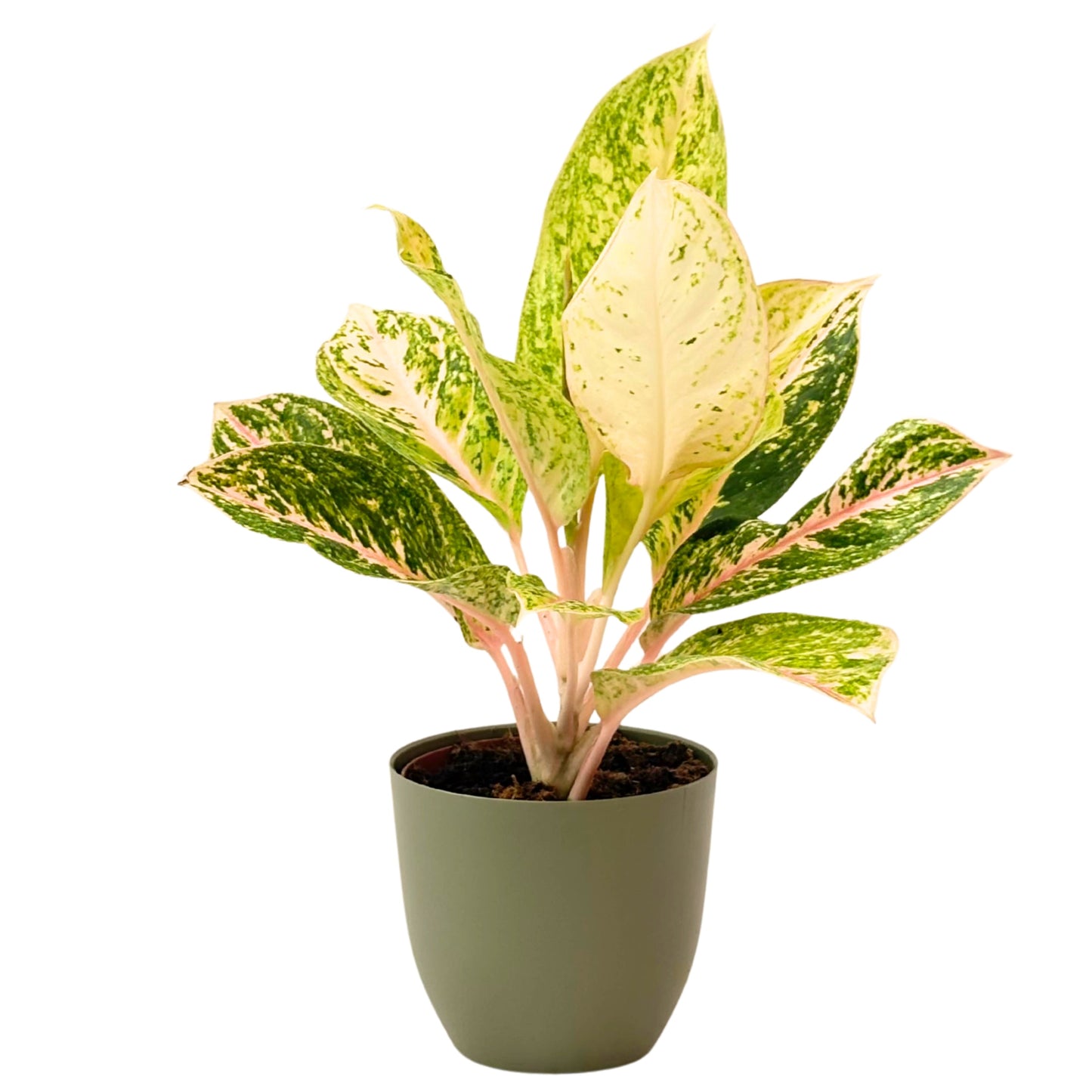 Aglaonema 30 Million