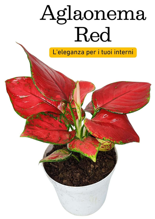 Aglaonema Super Red