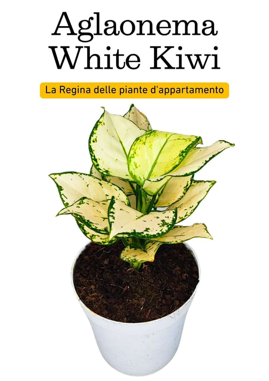 Aglaonema White Kiwi