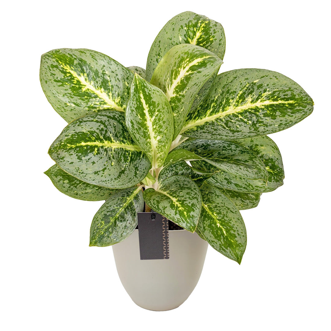 Aglaonema Lemon Mint
